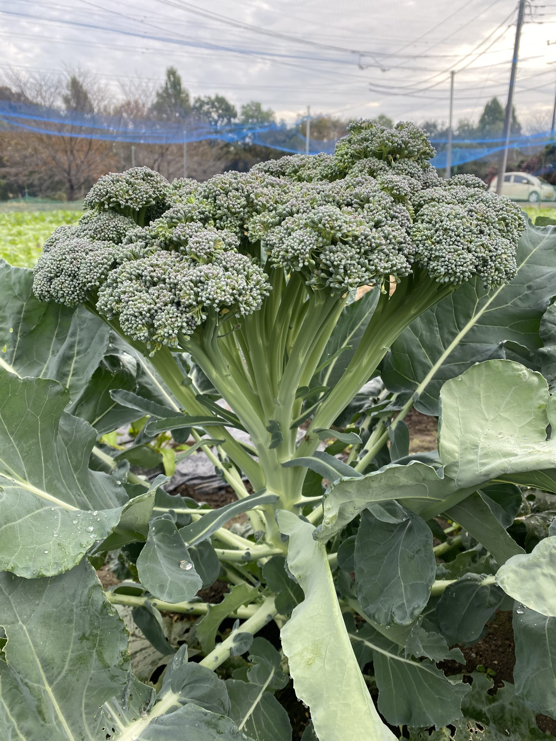 菜の花のおひたしと辛子醤油
