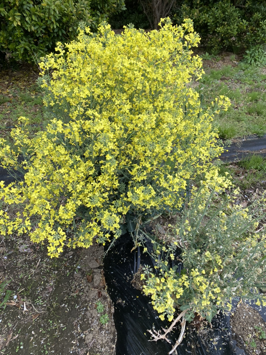 アブラナ科の野菜たち