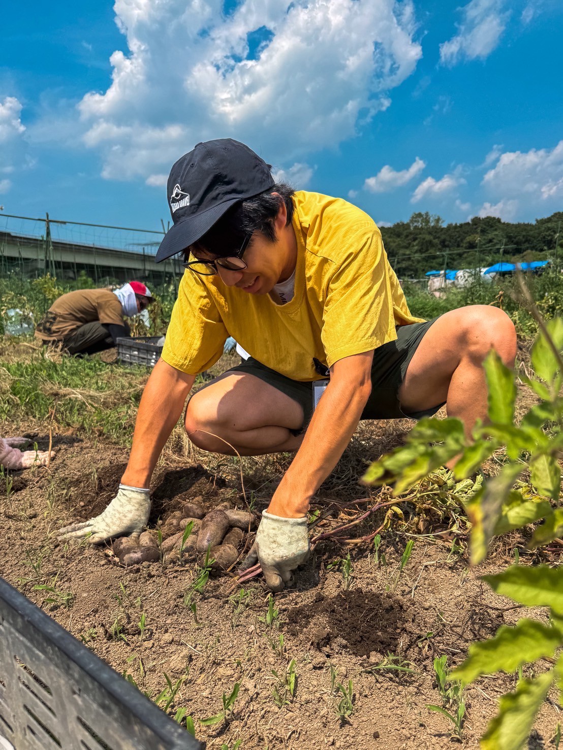畑でじゃがいもを掘り上げる参加者