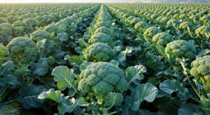 無農薬畑で育つブロッコリー