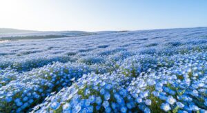 一面に広がるネモフィラの青い絨毯