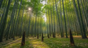 春の竹林とタケノコ