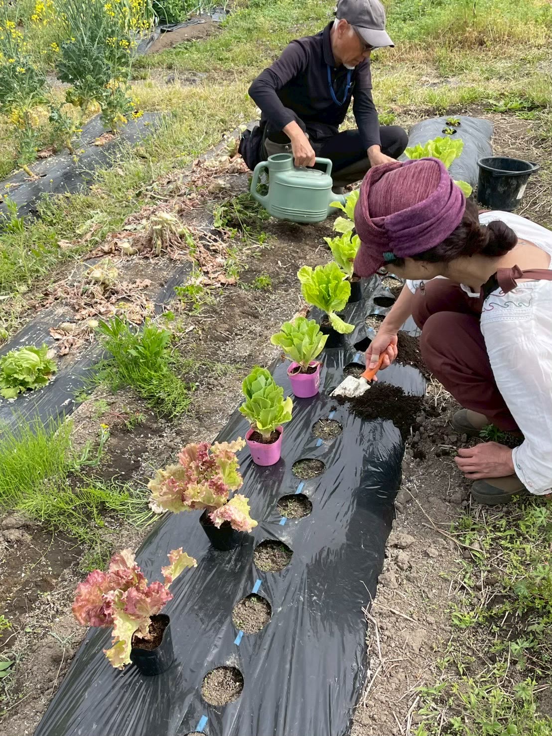 葉物野菜の苗を植え付けて水やりをする参加者