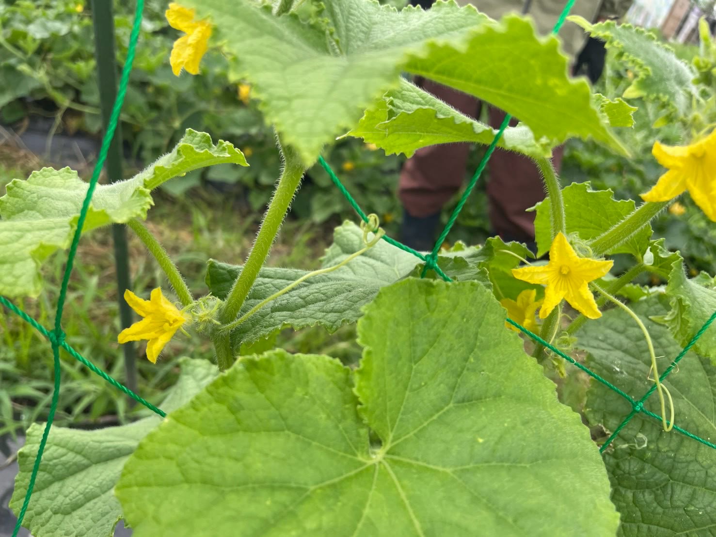 ネットに絡みながら咲くキュウリの黄色い花