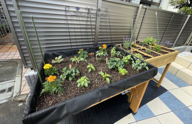 黒いライナーを敷いたホームベジトラグSに野菜とマリーゴールドの苗を植え、隣に仕切り付きのハーブプランターを並べた様子
